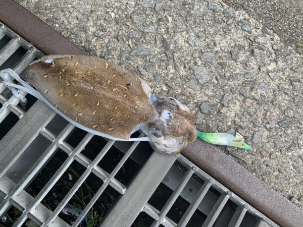 釣れないアオリイカ