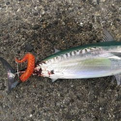 初夏の風物詩 開幕