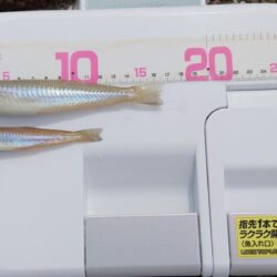 今シーズン3回目はハズレの日