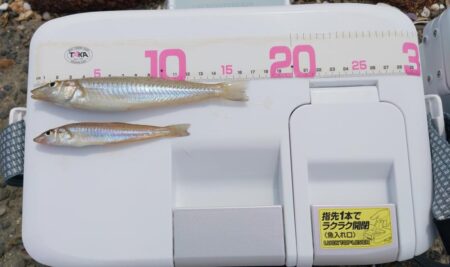 今シーズン3回目はハズレの日
