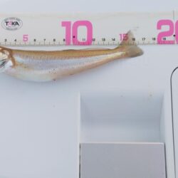 今シーズン4回目のキス釣り