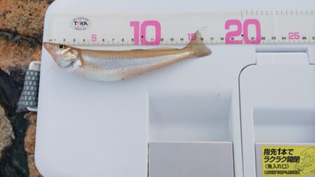 今シーズン4回目のキス釣り