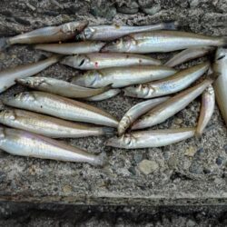 播磨新島釣行３