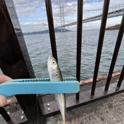 豆サバ大量発生中