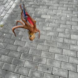 タコ釣り