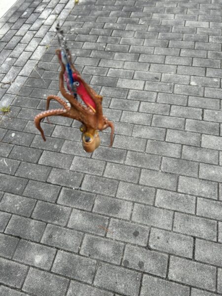 タコ釣り