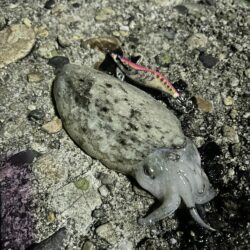 イカ釣り