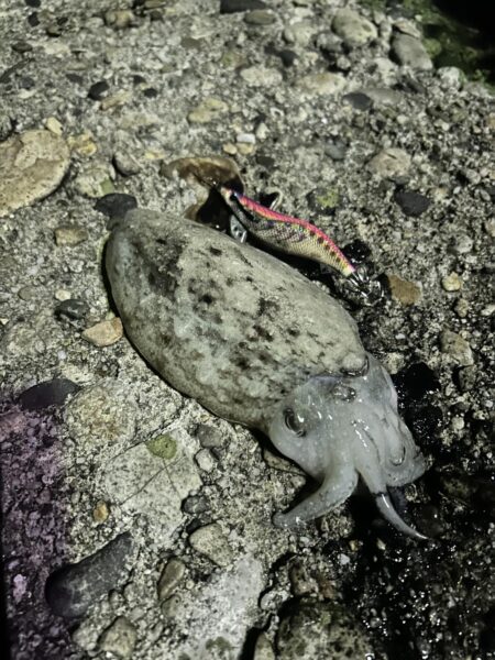 イカ釣り