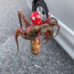 凝りもせずタコ