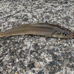 東京湾は魚釣れる