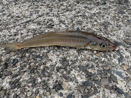 東京湾は魚釣れる