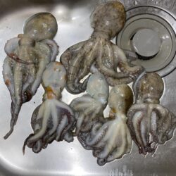 タコ釣り