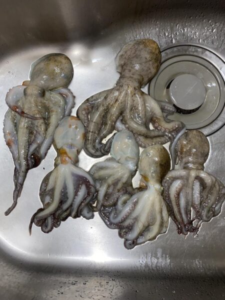 タコ釣り