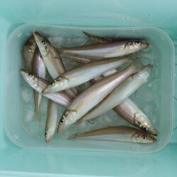 キス釣り　早朝に時合