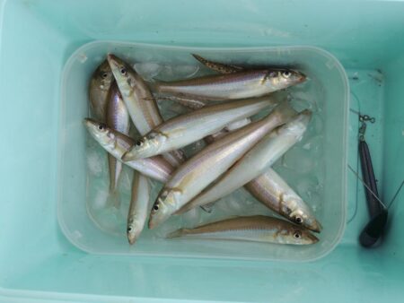 キス釣り　早朝に時合