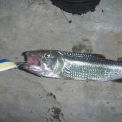 淡水魚釣行　6月1日