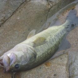 シャッドでバス釣り
