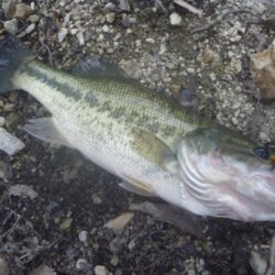 一庫ダム釣行 6月6日