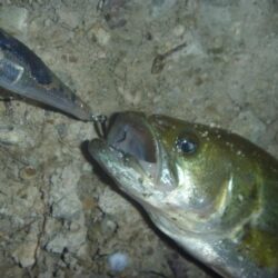 一庫ダム釣行 6月13日