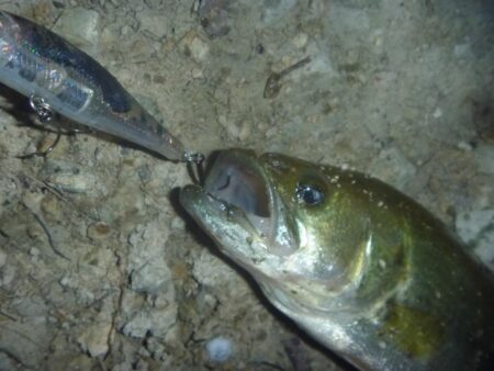 一庫ダム釣行 6月13日