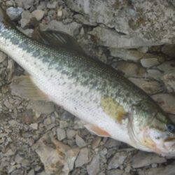 6月21日　一庫ダム釣行
