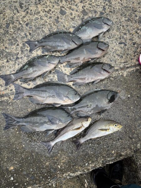 和歌山県紀伊有田（松村渡船）で磯釣り