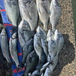穴水町フカセ釣り