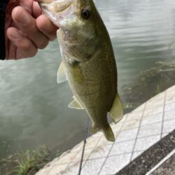数釣りの季節