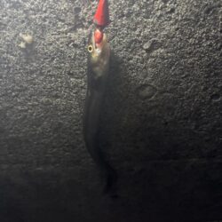 アナゴ釣り