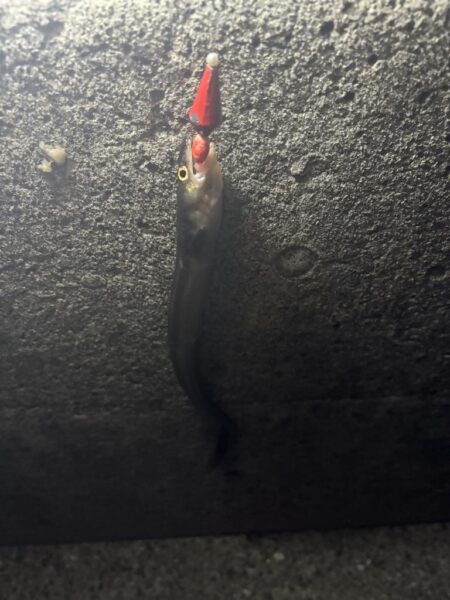 アナゴ釣り
