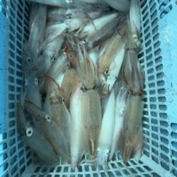 マイカ釣り