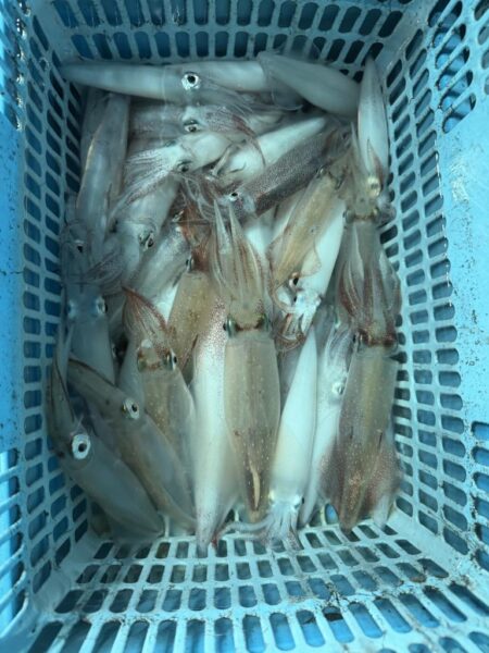 マイカ釣り
