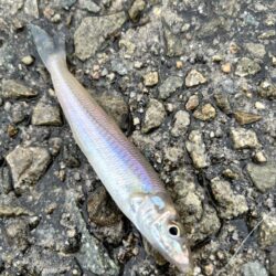 ひさびさ餌釣り