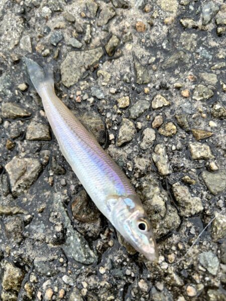 ひさびさ餌釣り