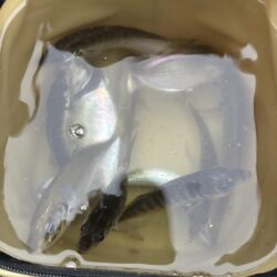 釣れました