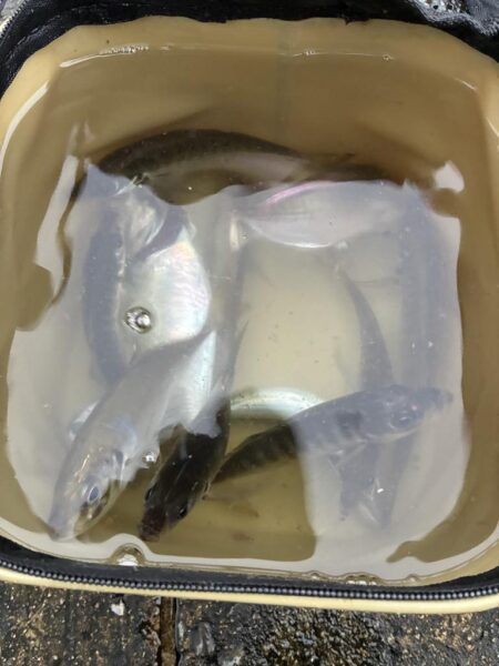 釣れました