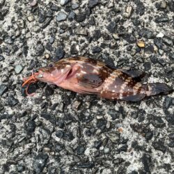 チニング