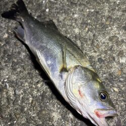 仕事終わりの釣行