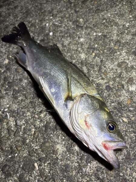 仕事終わりの釣行