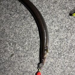 アナゴ釣り