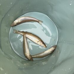 キス釣り