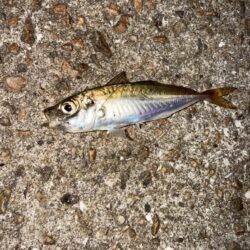 姫路悶絶豆アジング開幕