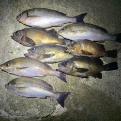 今回もたくさん釣れましたよ♪