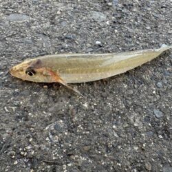 投げ釣り