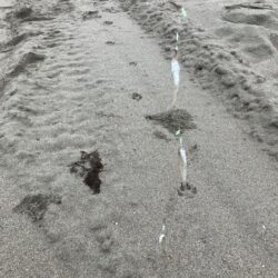 キス釣り