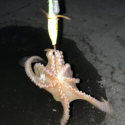 タコ初釣果