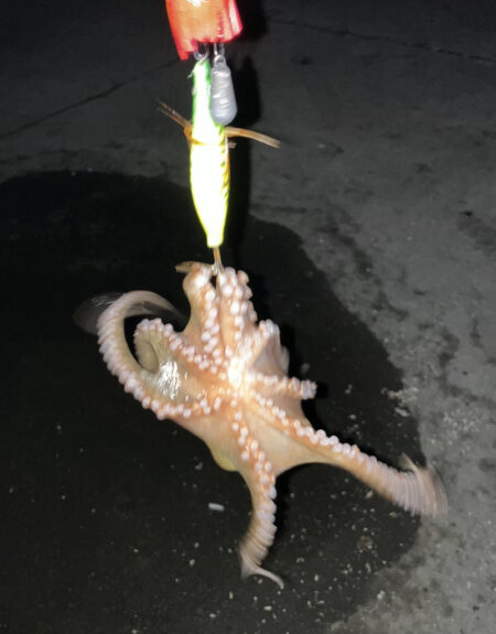 タコ初釣果
