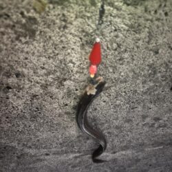 アナゴ釣り
