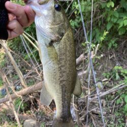初夏のバス釣り