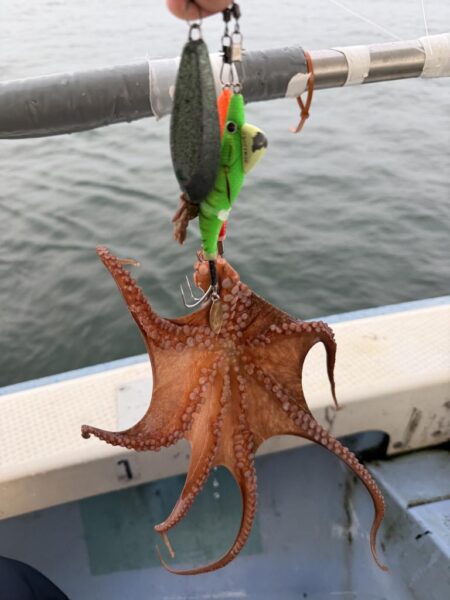 反省だらけのタコ釣り